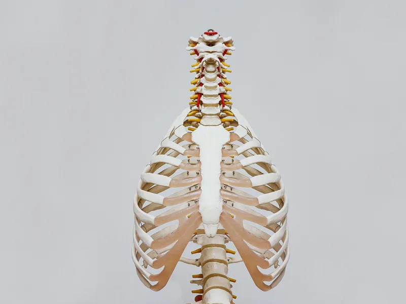 How X-Rays works at Carlisle Spine And Wellness
